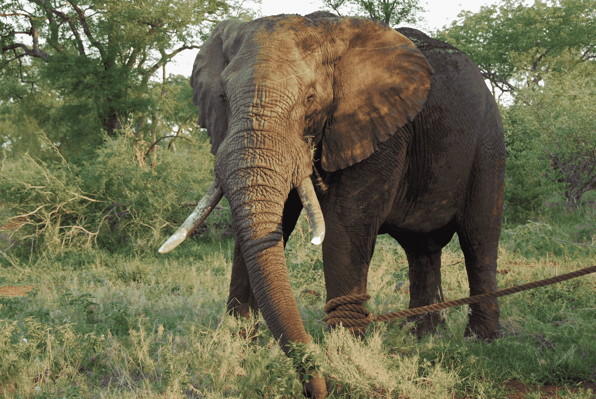 A Corda e o Elefante