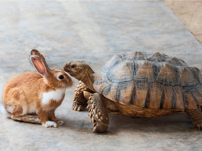 A Tartaruga e o Coelho