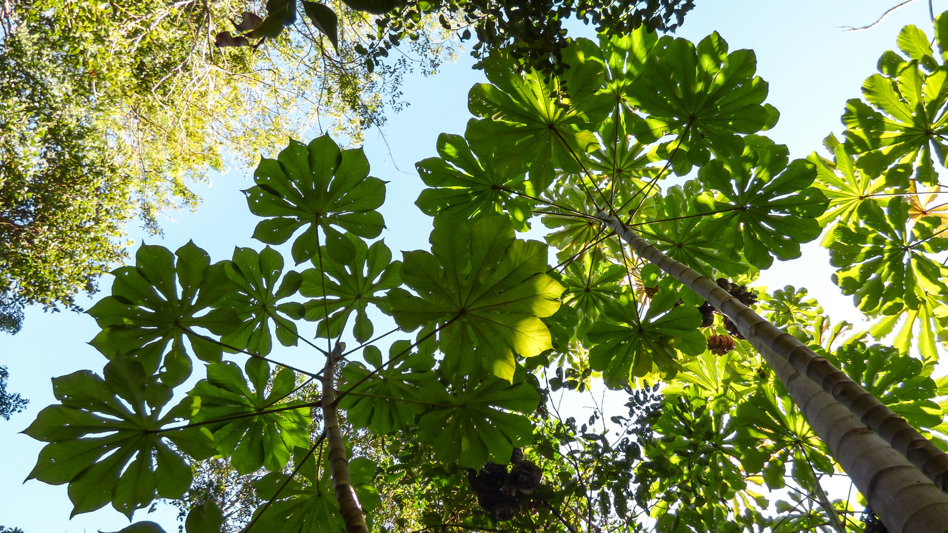 A Lenda da Embaúba. Tapar o sol ou proteger do sol?