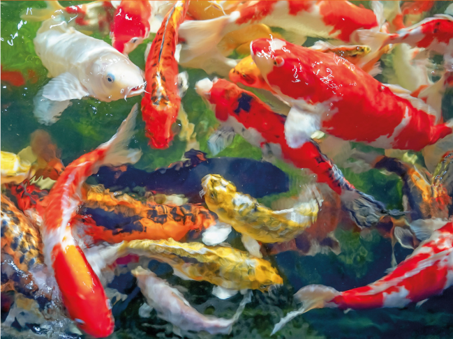 Os Peixes Koi