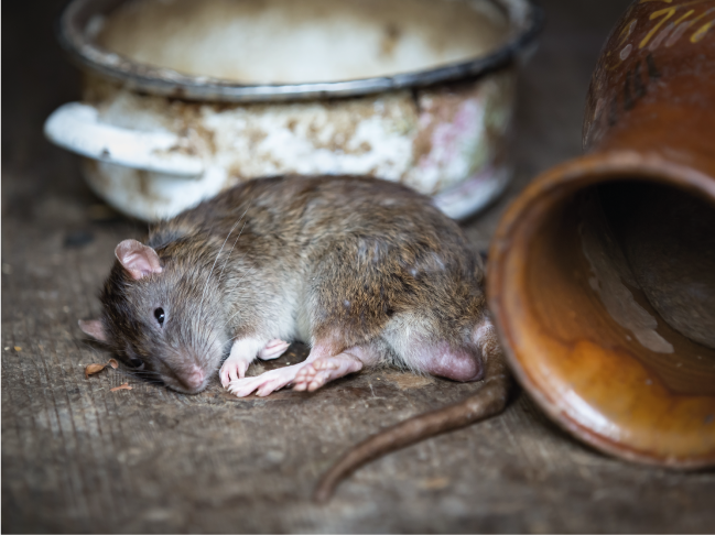 A Fábula do Rato e da Ratoeira