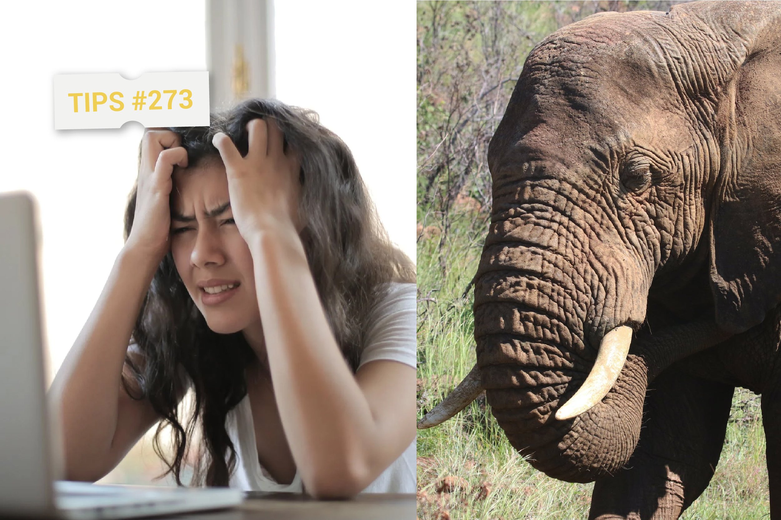 Tem um Elefante no Zoom ou Teams?